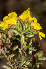 Hibbertia sericea