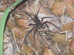 Heteropoda tetrica