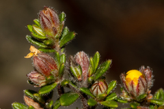Hibbertia sericea