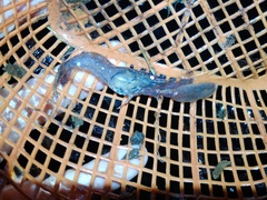 Macrobrachium pilimanus