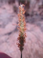 Setaria sphacelata