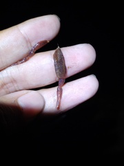 Macrobrachium pilimanus