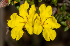 Hibbertia sericea
