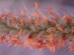 Setaria sphacelata