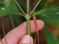 Hedyotis