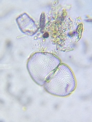 Cosmarium holmiense