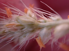 Setaria sphacelata