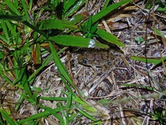 Fejervarya cancrivora