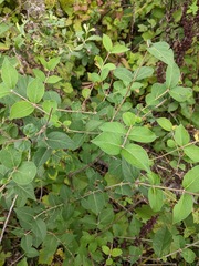 Lonicera maackii