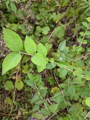 Lonicera maackii