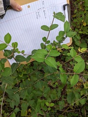 Lonicera maackii