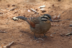 Emberiza capensis reidi