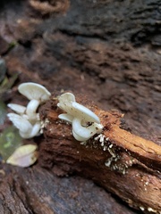 Crepidotus variabilis