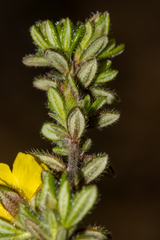 Hibbertia sericea