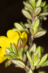 Hibbertia sericea