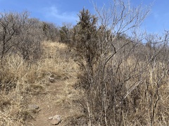 Platycladus orientalis