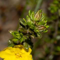 Hibbertia sericea