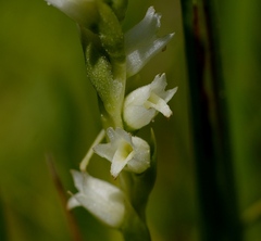 Spiranthes perexilis