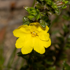 Hibbertia sericea