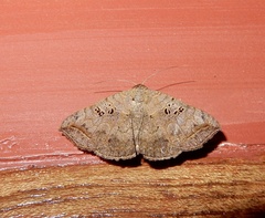 Blasticorhinus rivulosa