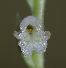 Spiranthes praecox