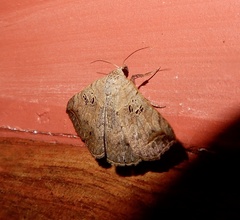 Blasticorhinus rivulosa