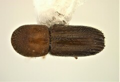 Xyleborinus saxesenii