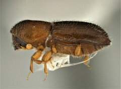 Xyleborinus saxesenii