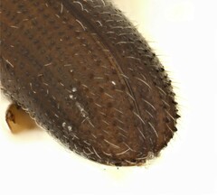 Xyleborinus saxesenii