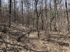 Platycladus orientalis