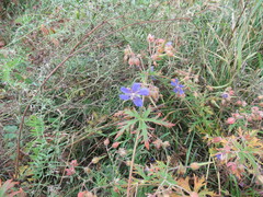 Geranium sergievskajae
