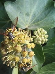 Chrysotoxum