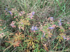 Geranium sergievskajae