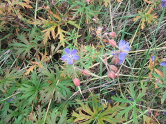 Geranium sergievskajae