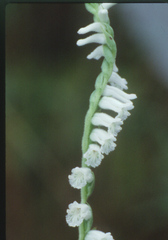 Spiranthes praecox