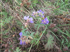 Geranium sergievskajae