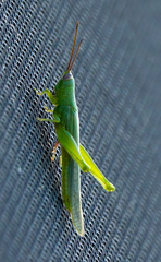 Stenacris vitreipennis