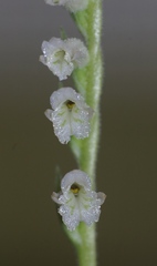 Spiranthes praecox
