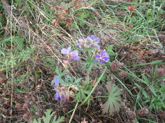 Geranium sergievskajae