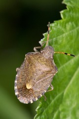 Peribalus strictus