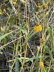 Helianthus longifolius