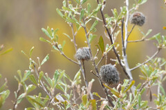 Banksia ornata