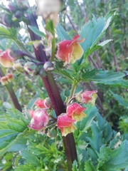 Scrophularia sambucifolia