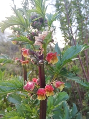 Scrophularia sambucifolia