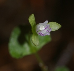 Triphora craigheadii