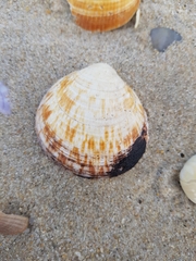 Glycymeris glycymeris