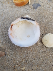 Glycymeris glycymeris