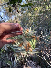 Belonocnema fossoria