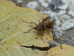 Polistes jokahamae