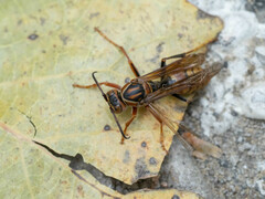 Polistes jokahamae